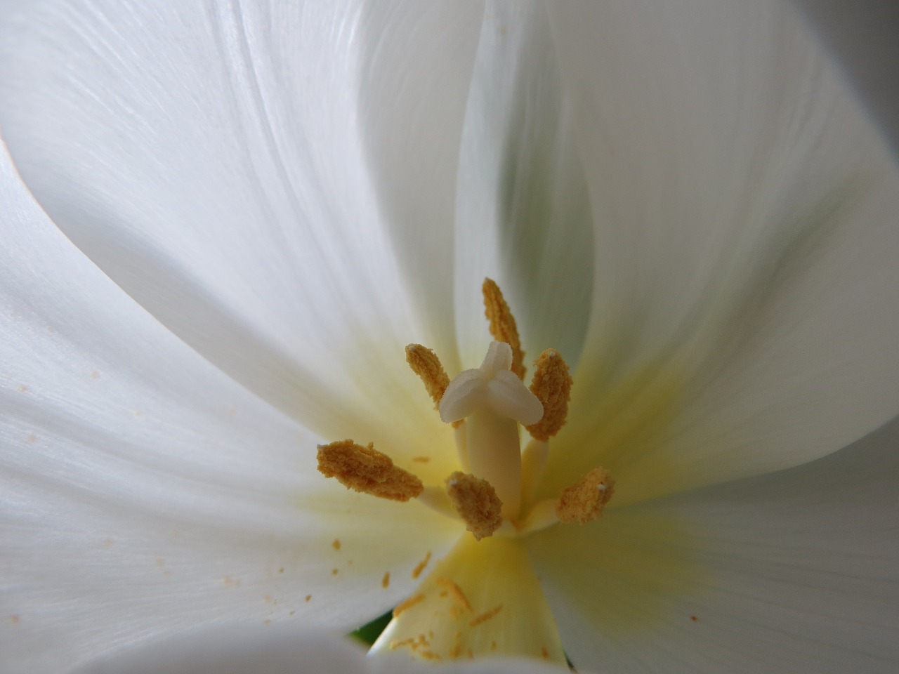tulip  white  pistil free photo