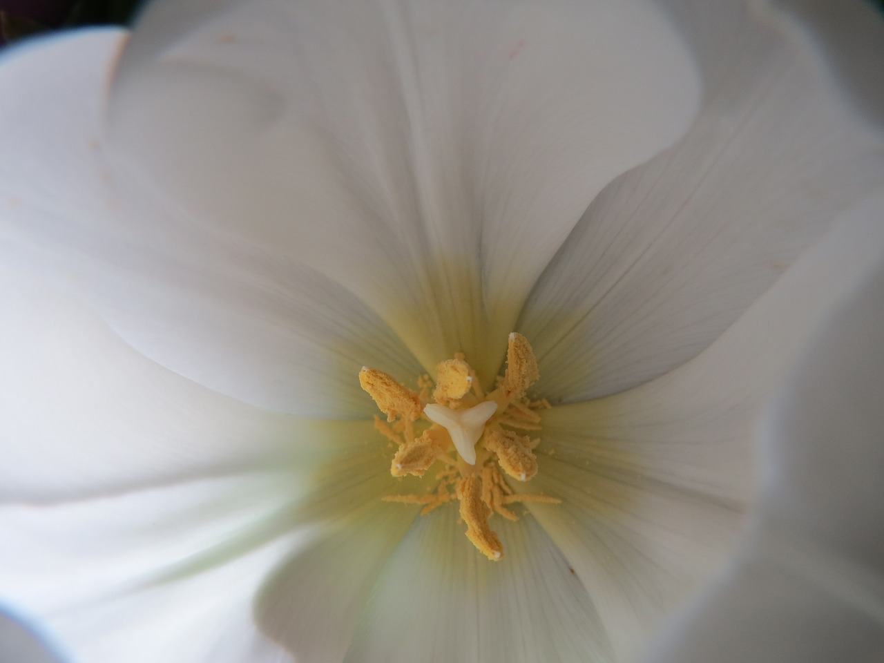 tulip  white  pistil free photo