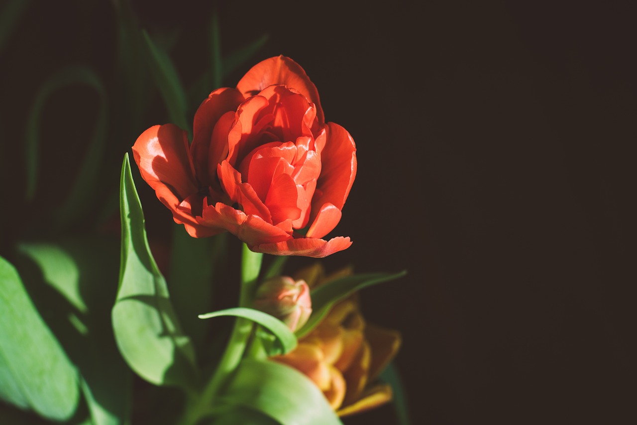 tulip  red  flower free photo