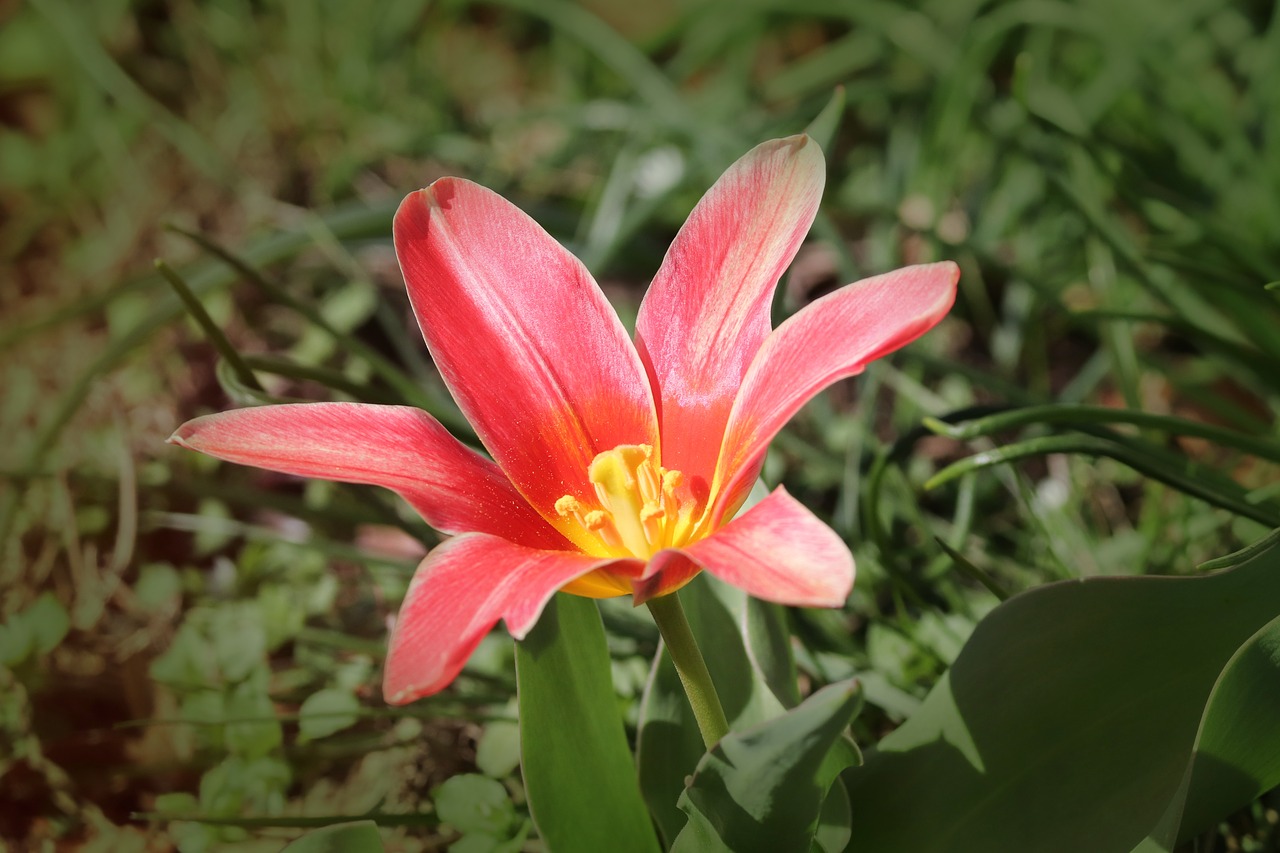 tulip  tulipa  schnittblume free photo