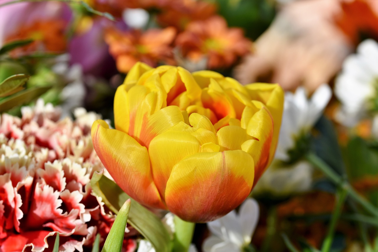 tulip  tulpenbluete  tulip field free photo