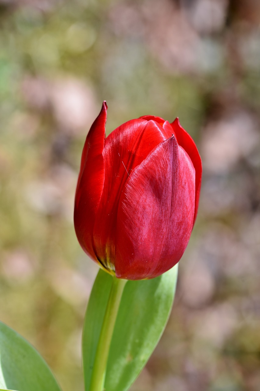 tulip  tulpenbluete  tulip field free photo