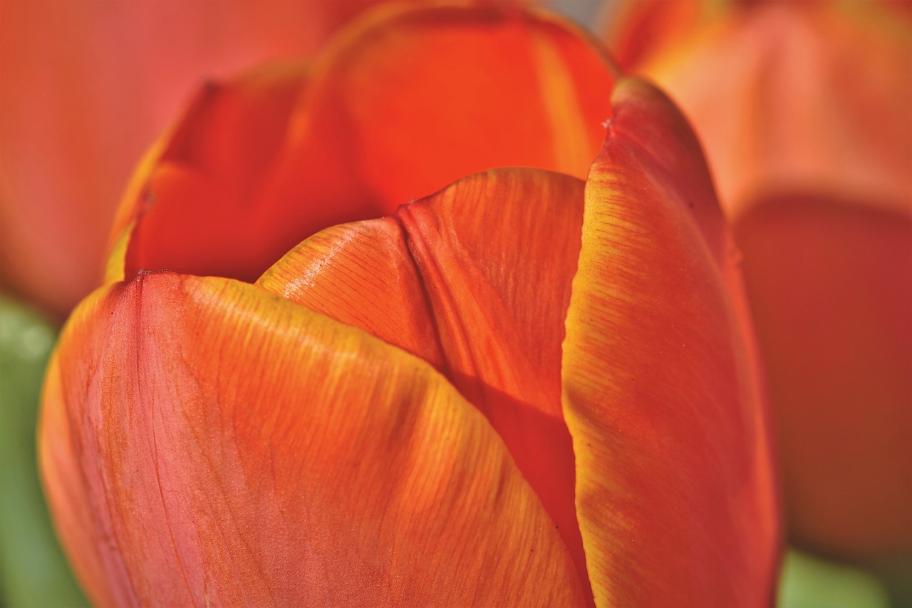 tulip  tulpenbluete  tulip field free photo