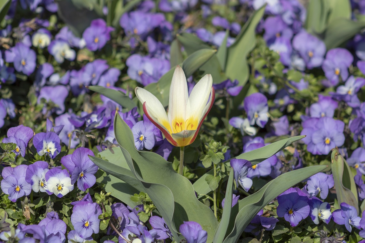 tulip  pansy  flowers free photo