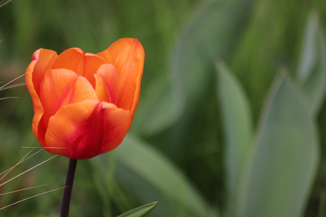 tulip  color orange  plants free photo