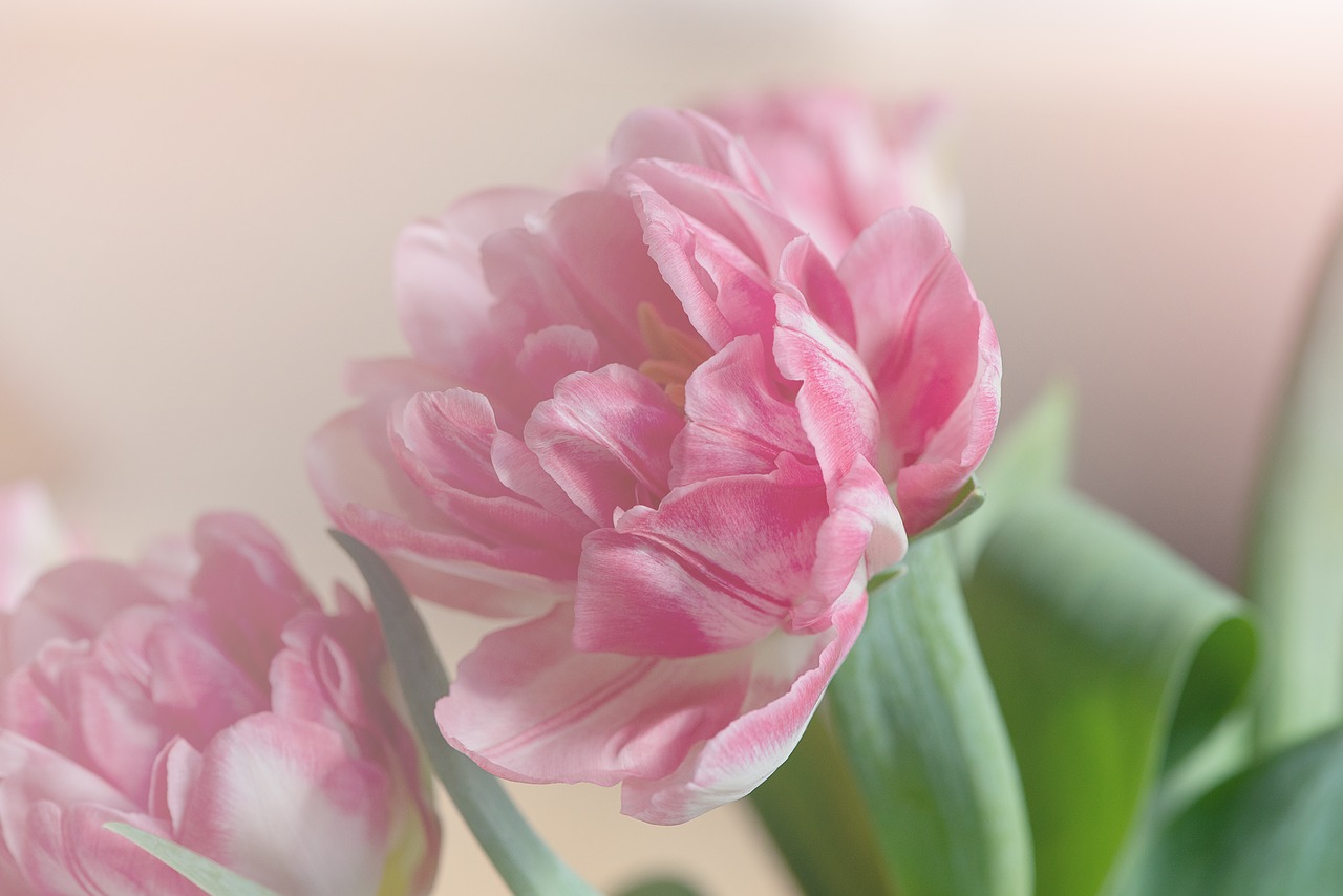 tulip  blossom  bloom free photo