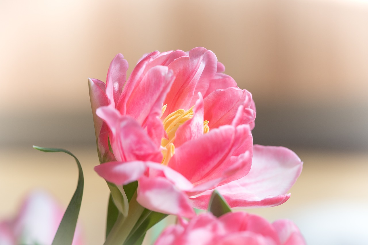 tulip  blossom  bloom free photo