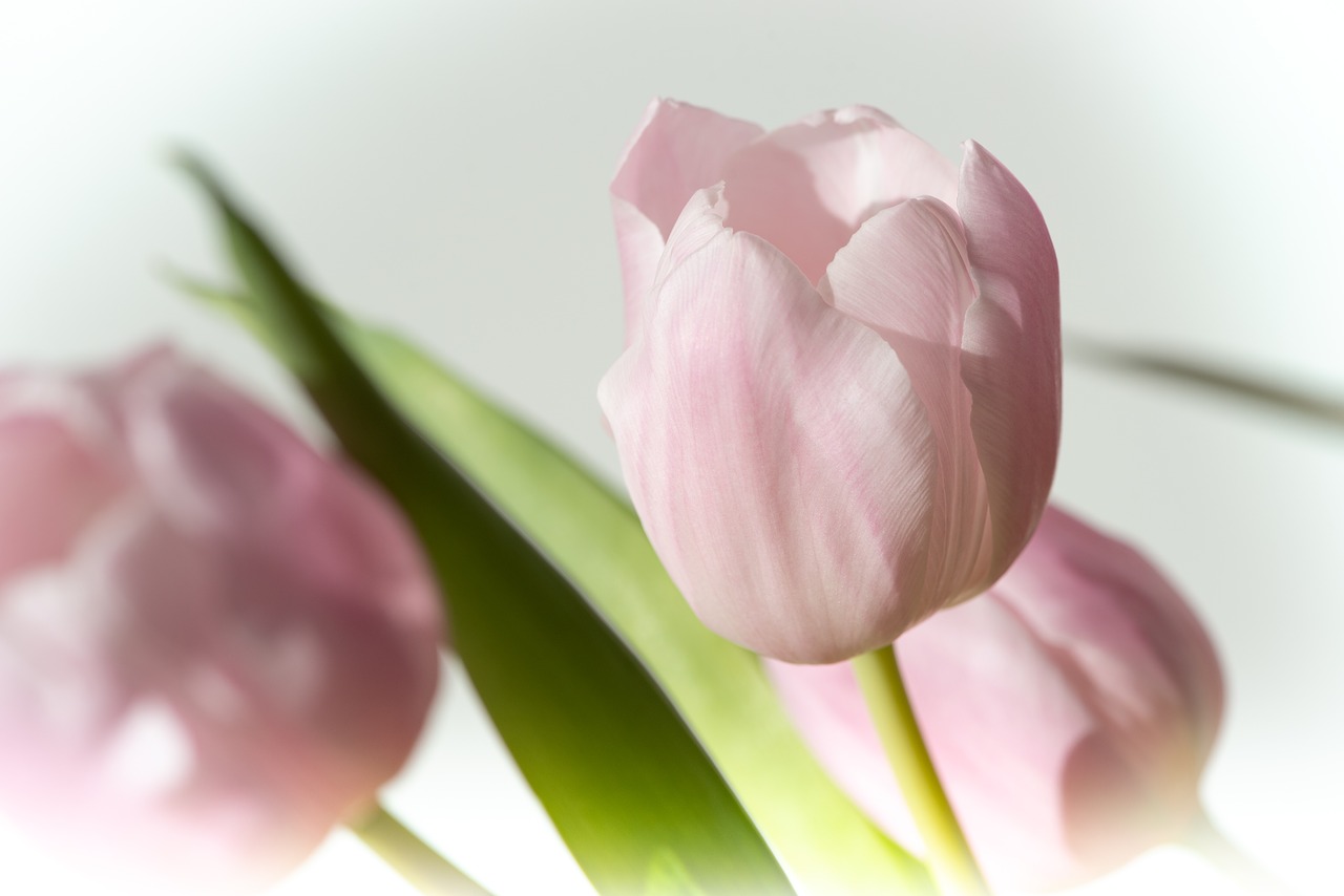 tulip  pink  flower free photo