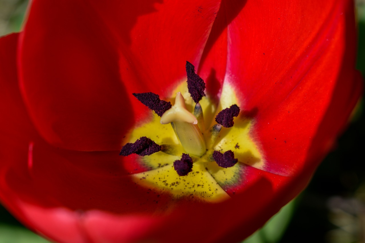 tulip  flower  red free photo