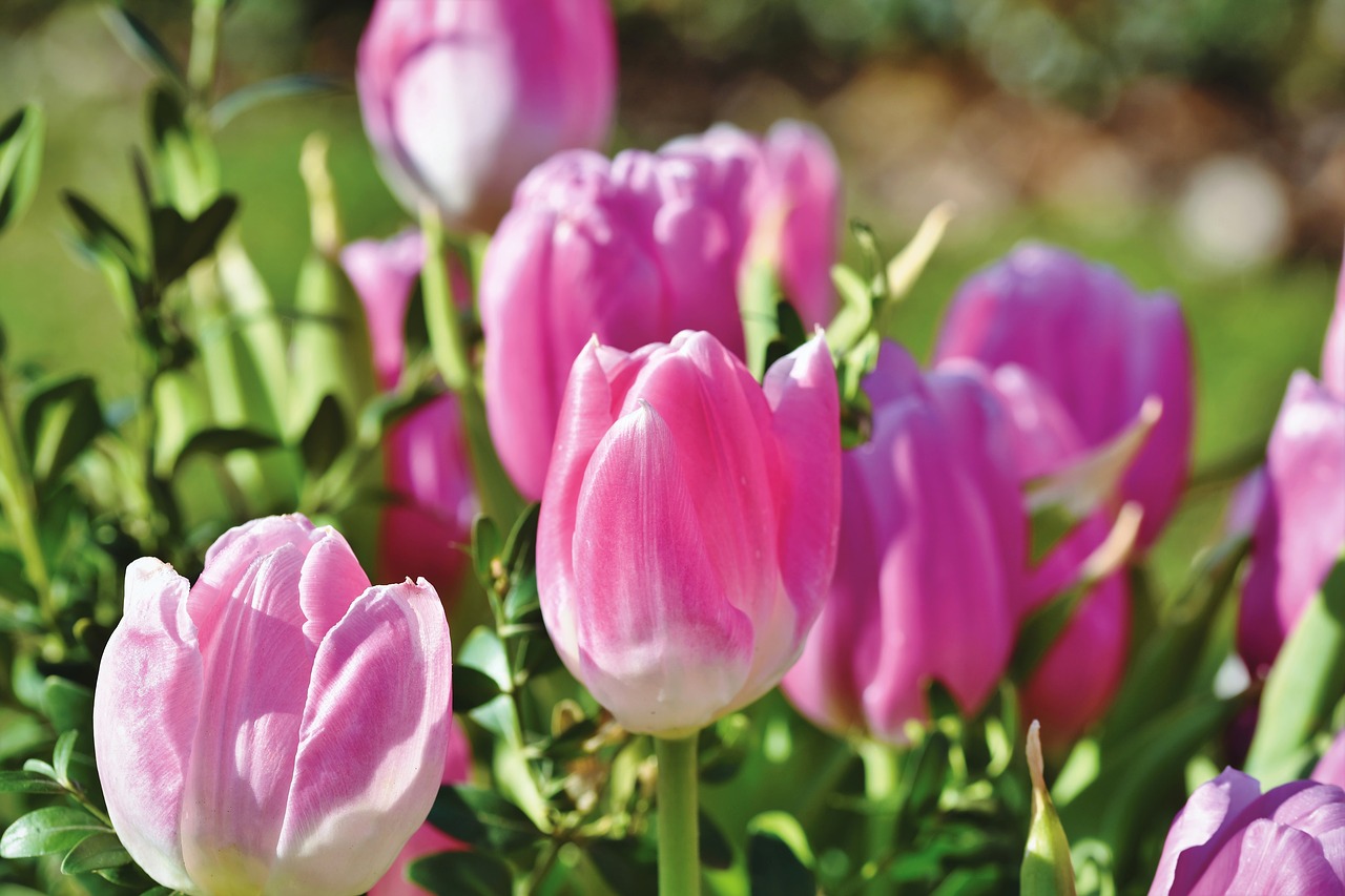 tulip  tulpenbluete  tulip field free photo