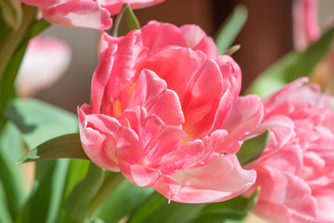 tulip  flower  pink free photo