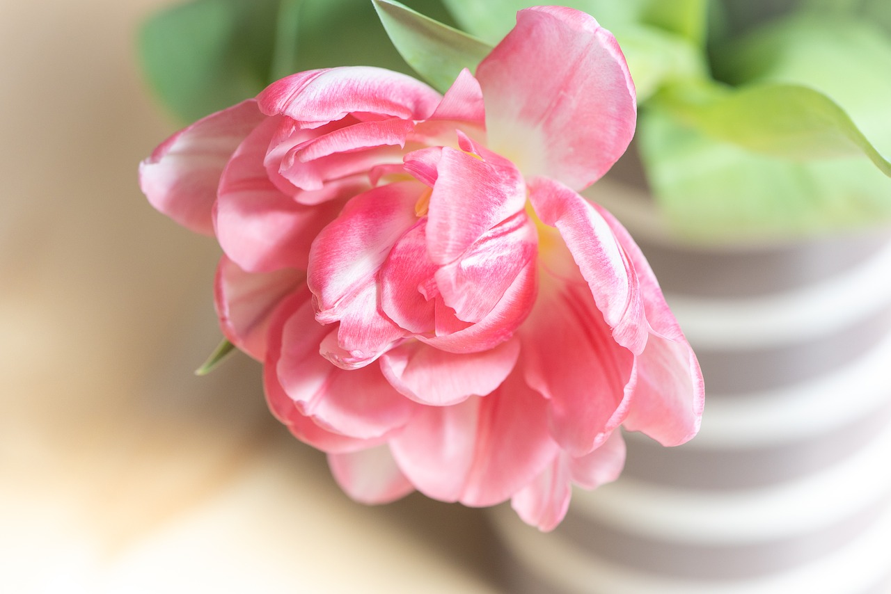 tulip  pink  blossom free photo