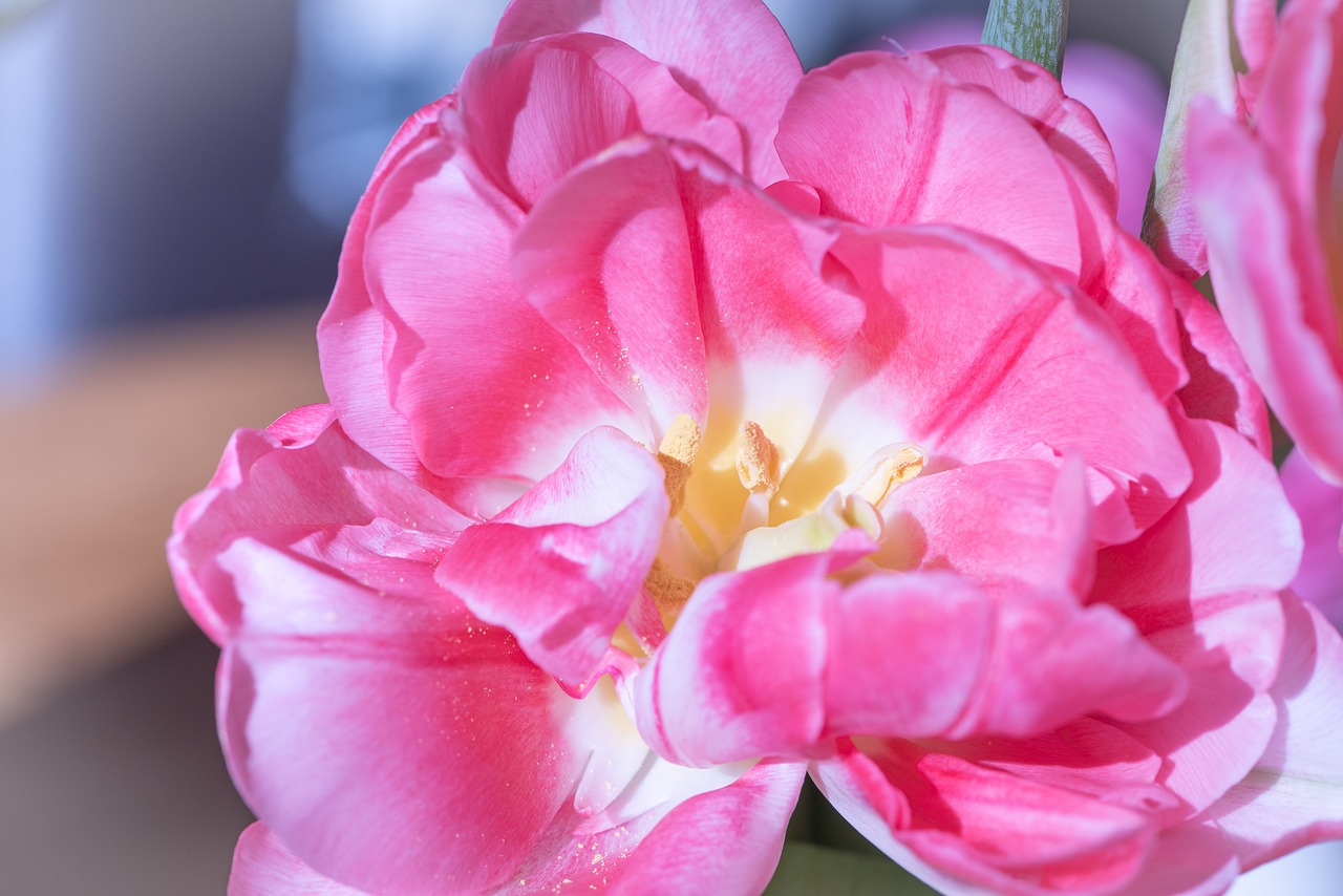 tulip  blossom  bloom free photo