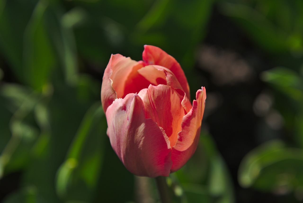 tulip  spring  blossom free photo