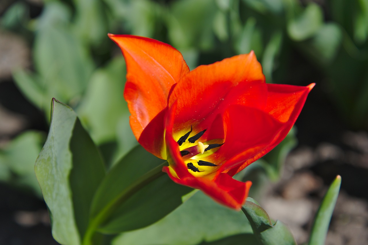 tulip  spring  blossom free photo