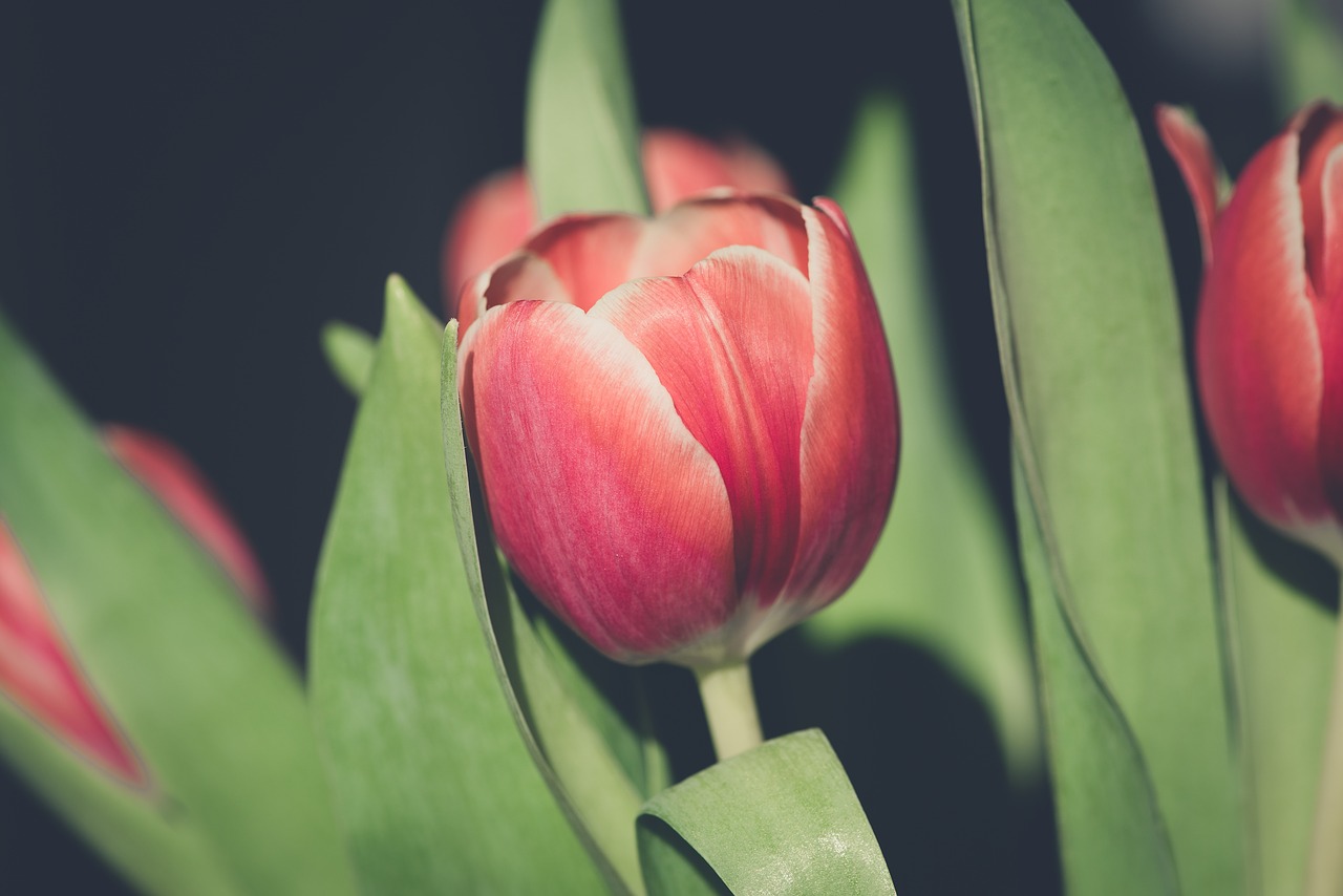 tulip  flower  blossom free photo