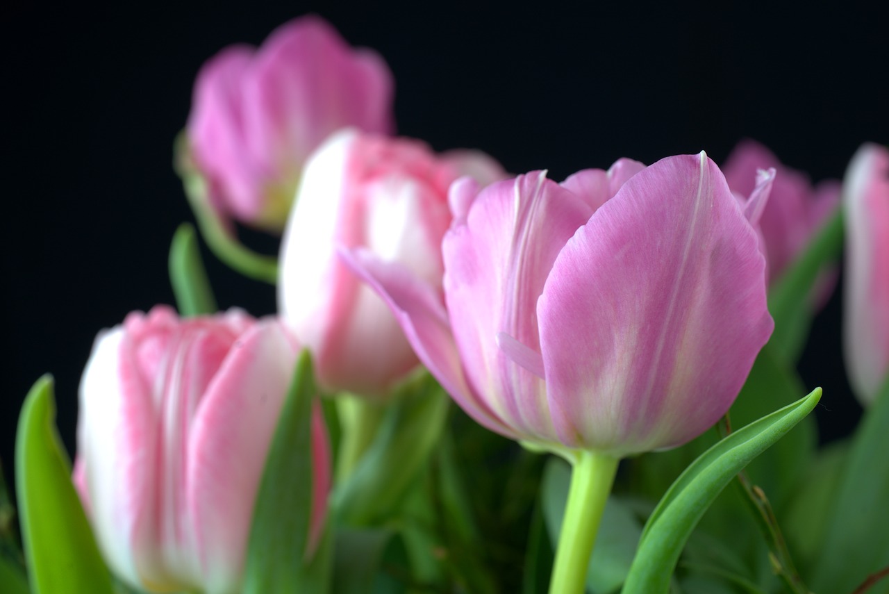 tulip  spring  celebration free photo