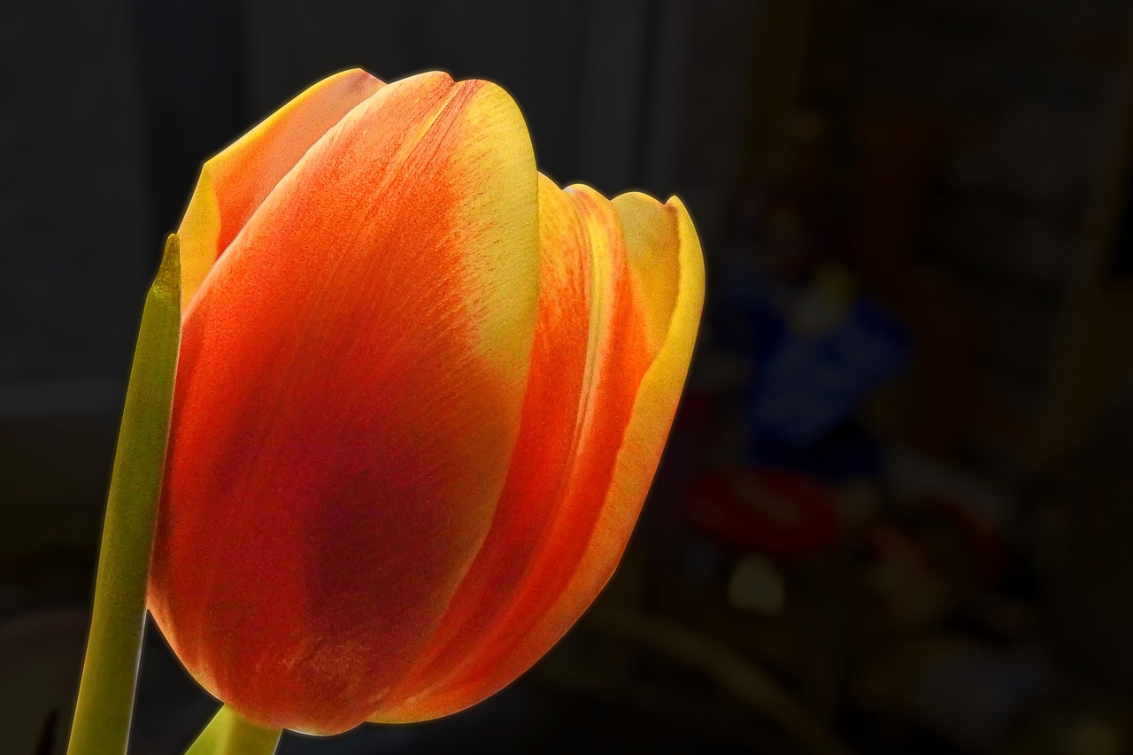 tulip  blossom  bloom free photo