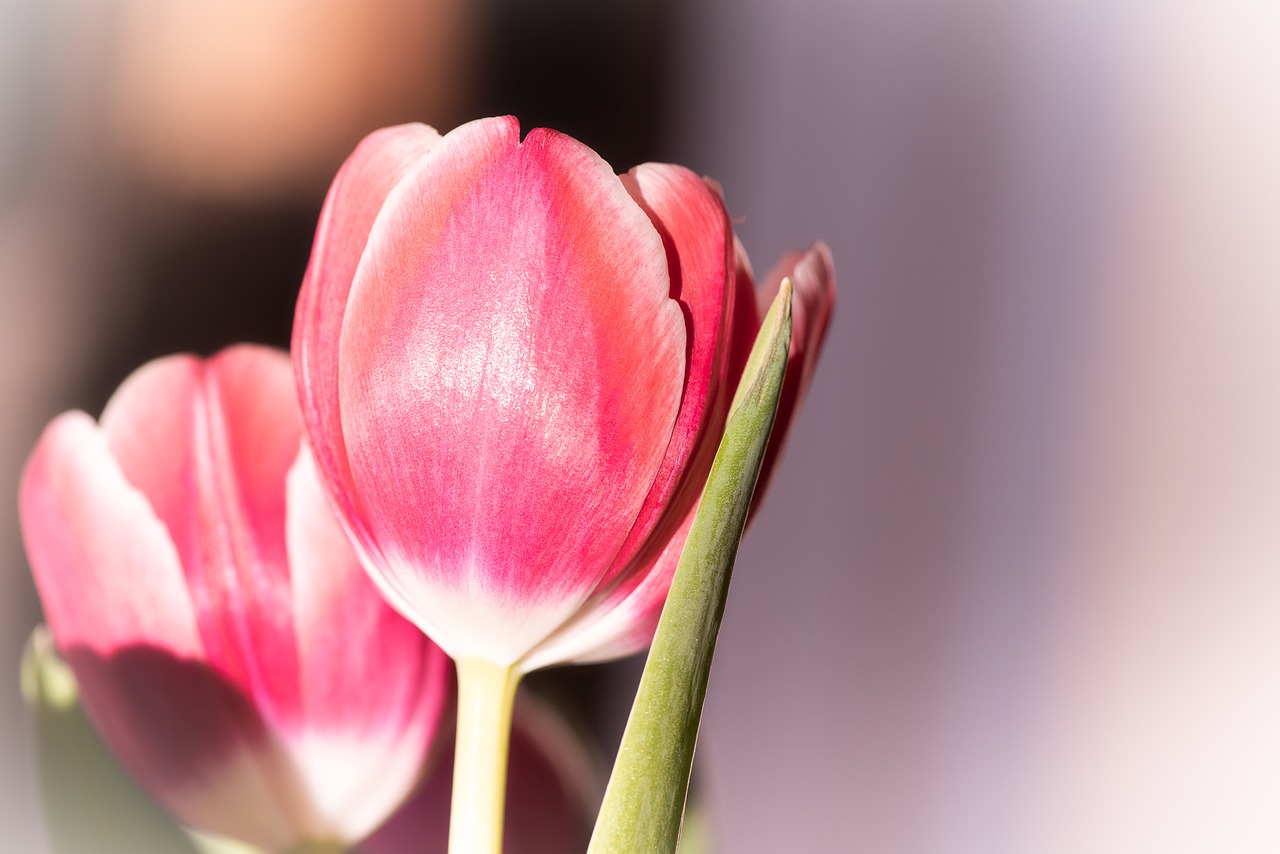 tulip  pink  flower free photo