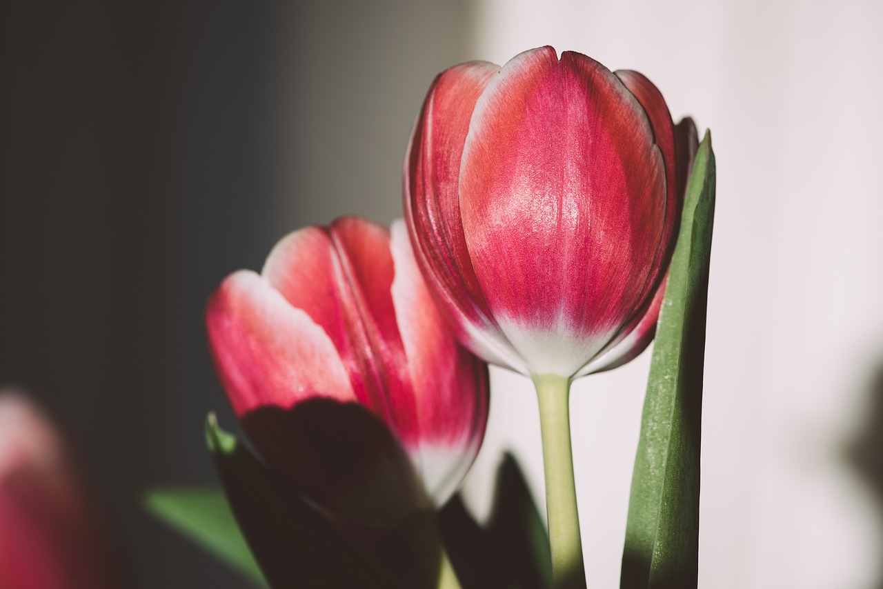 tulip  flower  blossom free photo