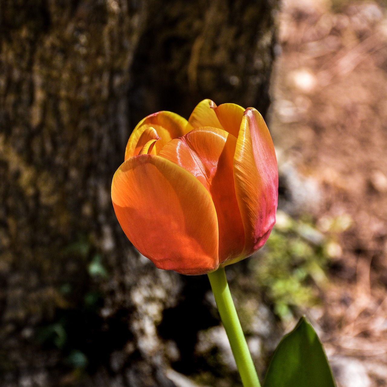 tulip  flower  orange free photo