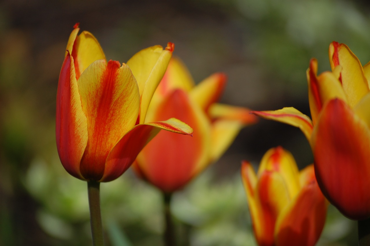 tulip  yellow  red free photo