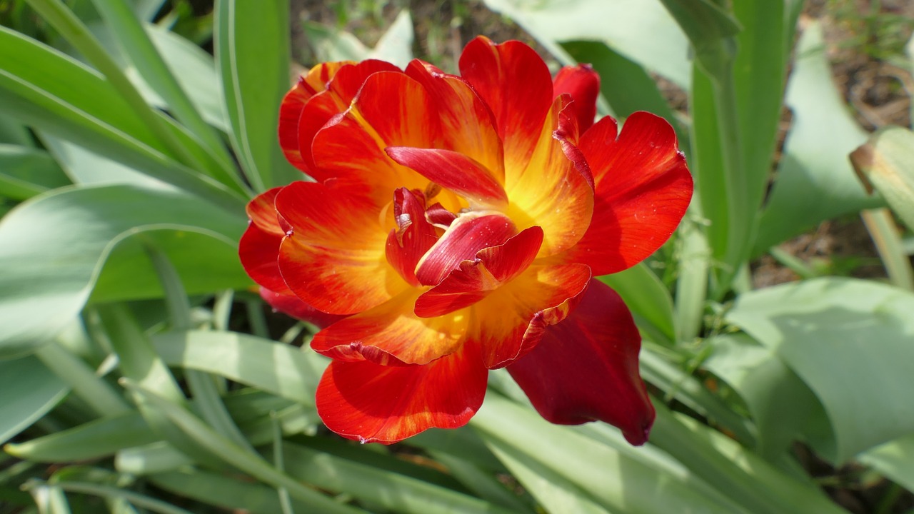 tulip  flower  spring free photo