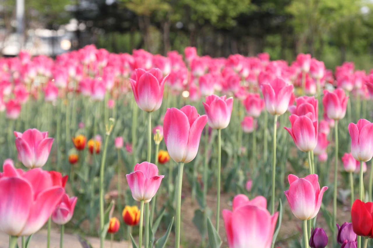 tulip pink flower free photo