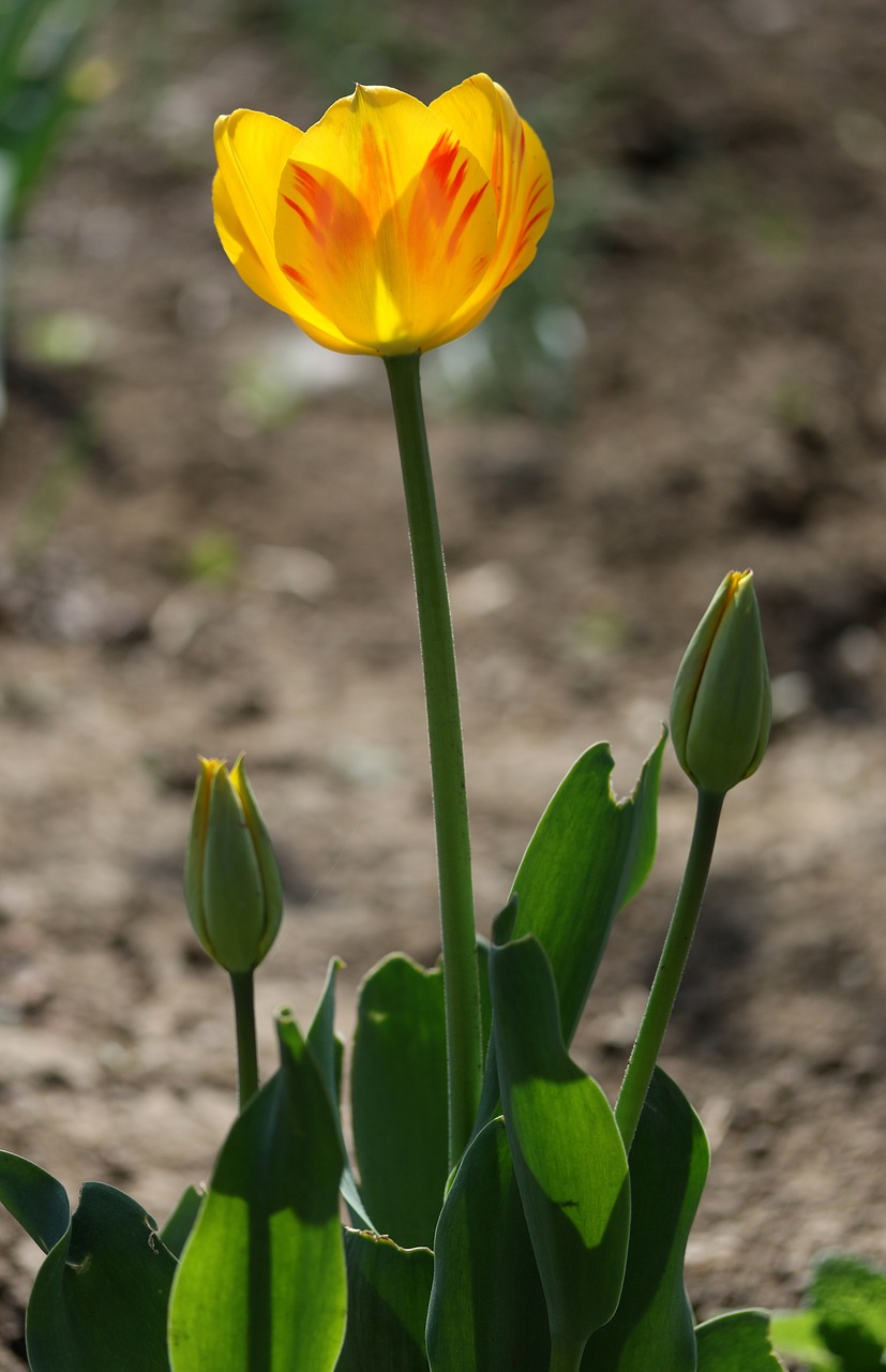 tulip  yellow  flowers free photo