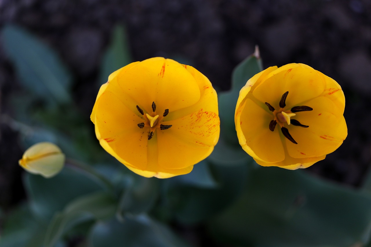 tulip  yellow  flowers free photo