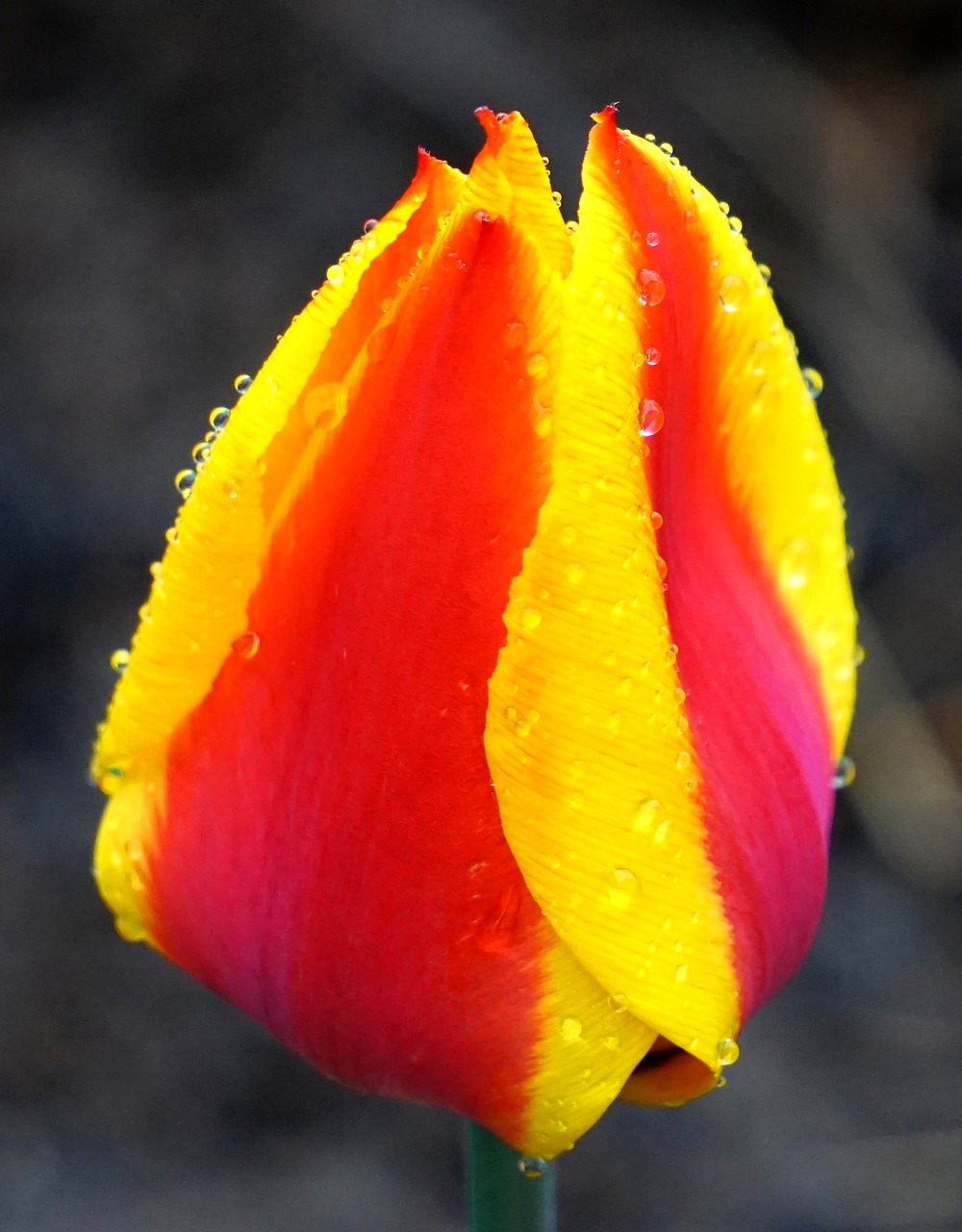 tulip  blossom  bloom free photo