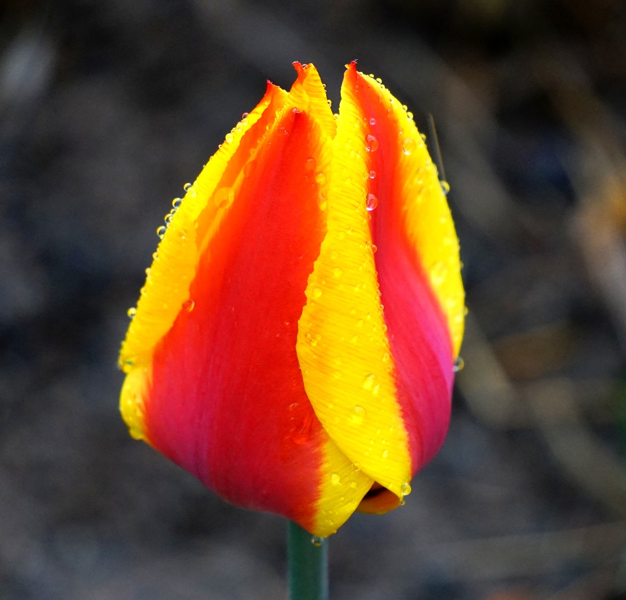 tulip  blossom  bloom free photo