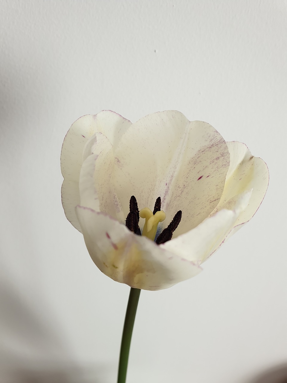 tulip  flower  white free photo