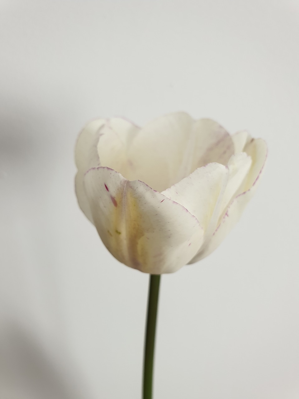 tulip  flower  white free photo