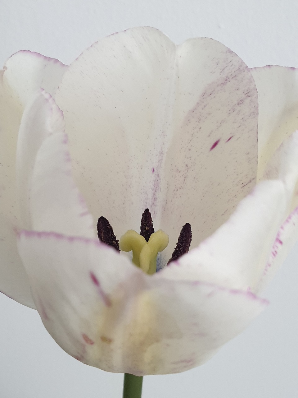 tulip  flower  white free photo