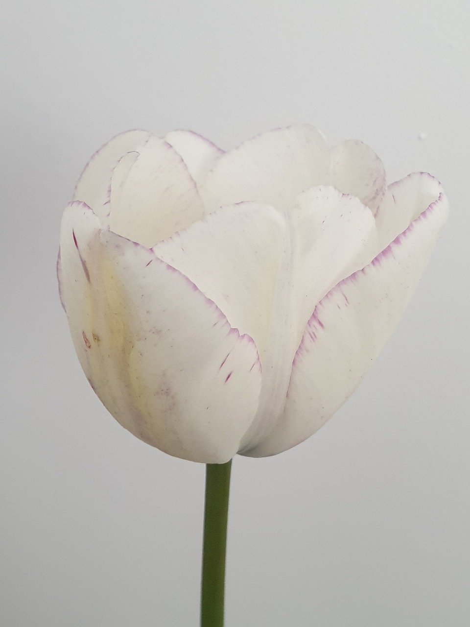 tulip  flower  white free photo