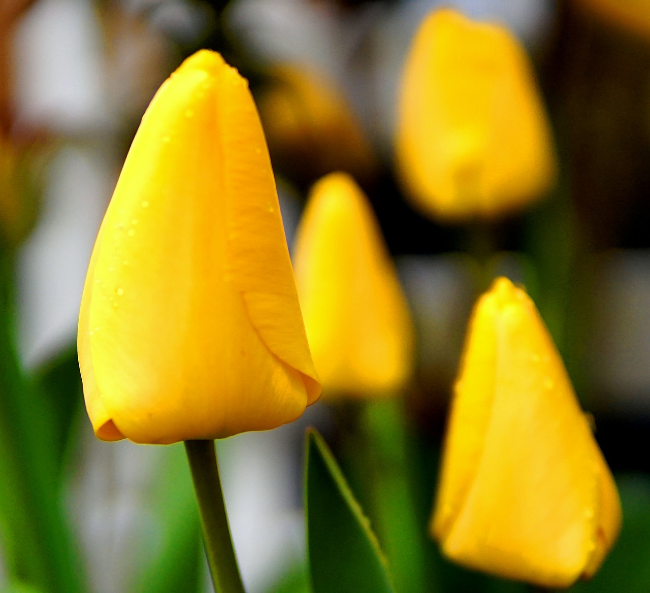 tulip  blossom  bloom free photo