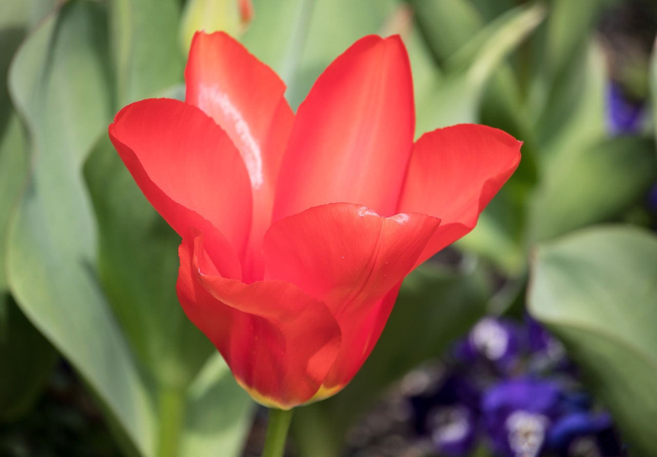 tulip  flower  plant free photo