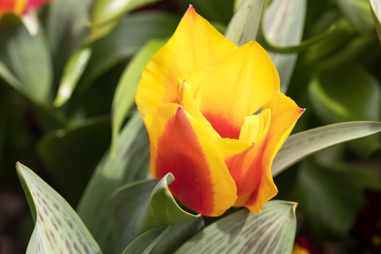 tulip  flower  plant free photo