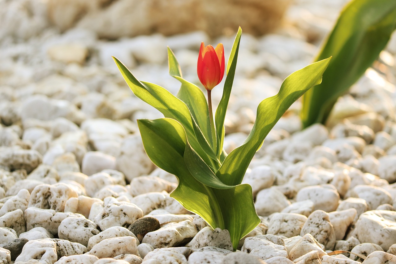 tulip  stones  garden free photo