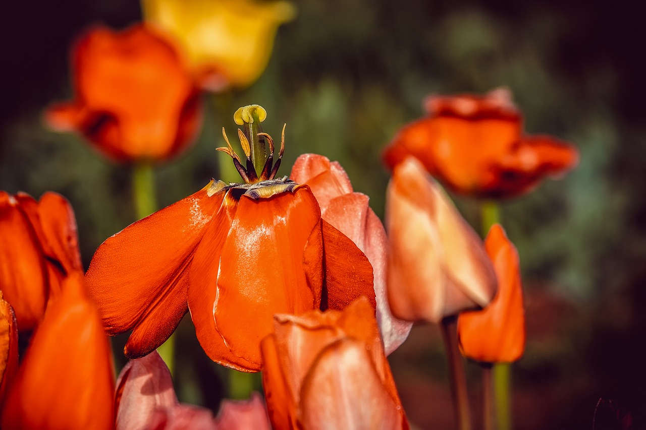 tulip  faded  flower free photo