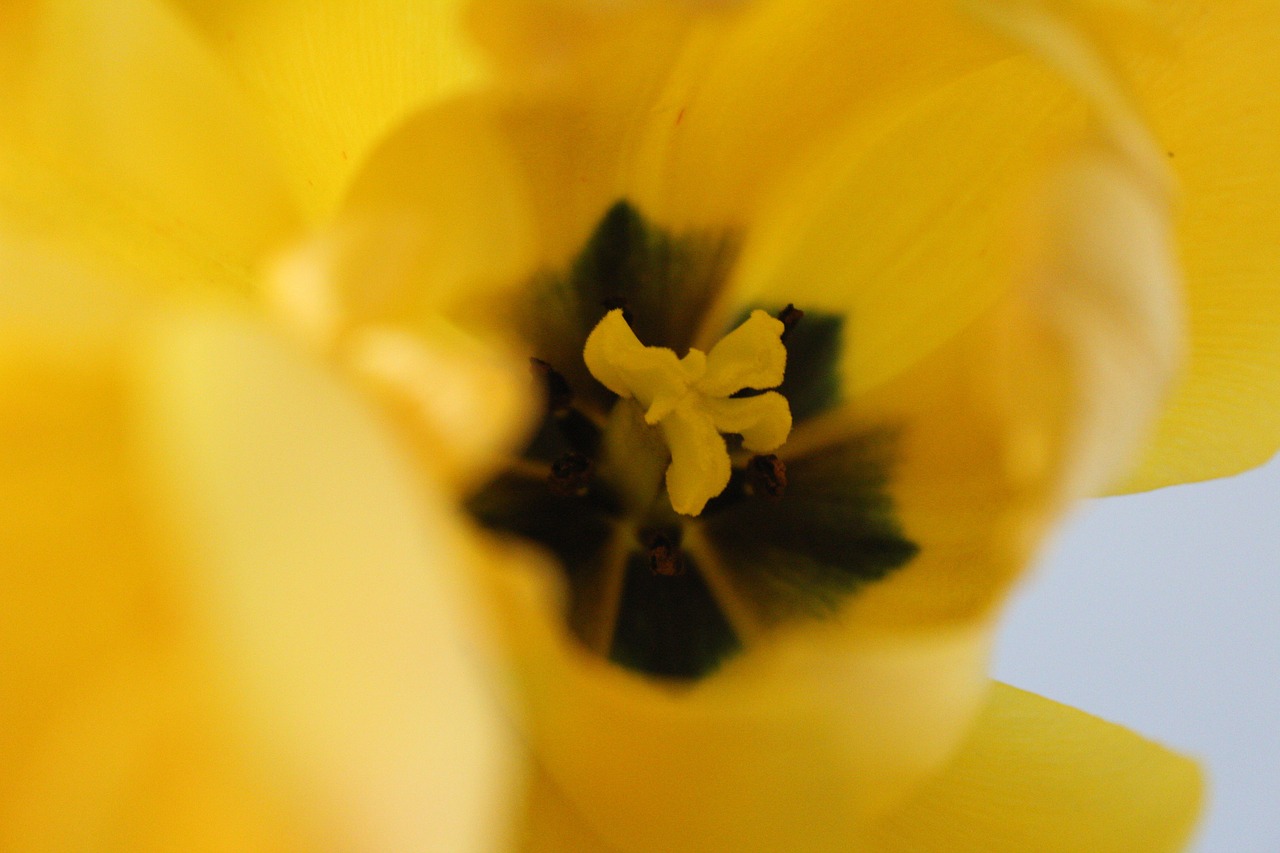 tulip  yellow  inside free photo