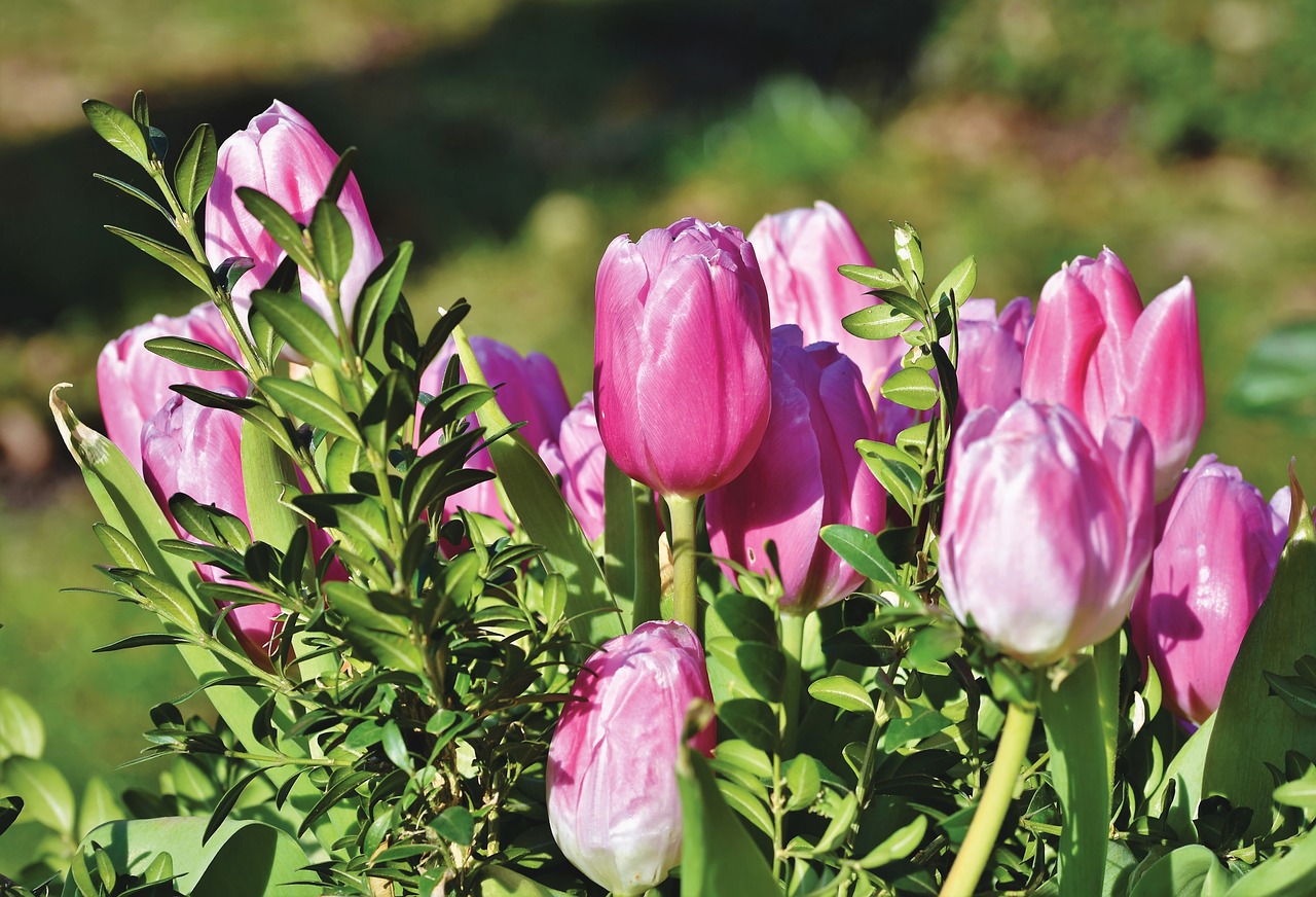 tulip  tulpenbluete  tulip field free photo