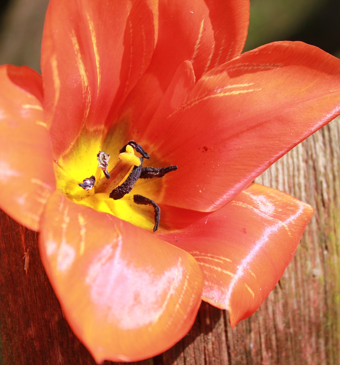 tulip  flower  spring free photo