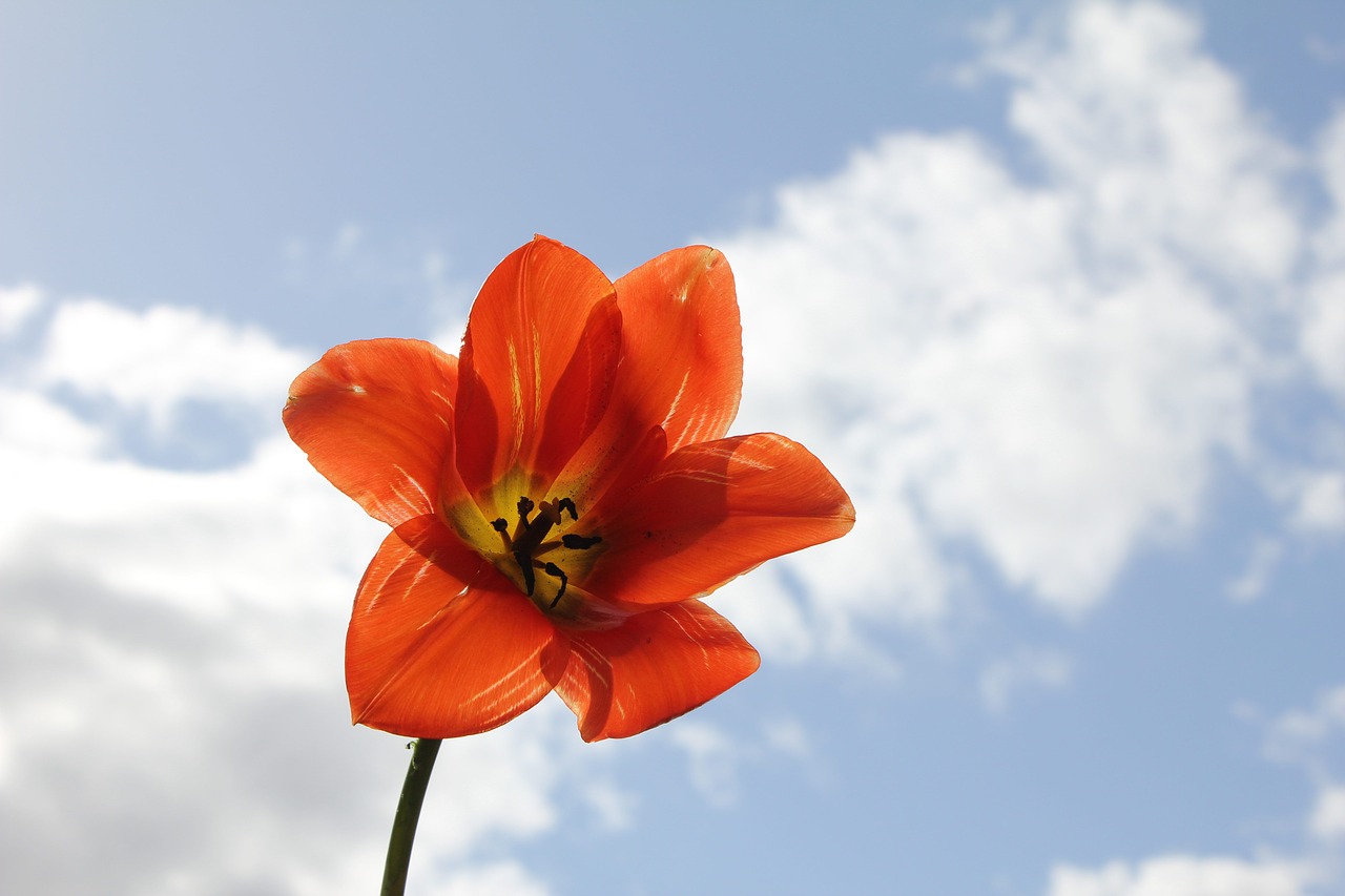 tulip  flower  spring free photo