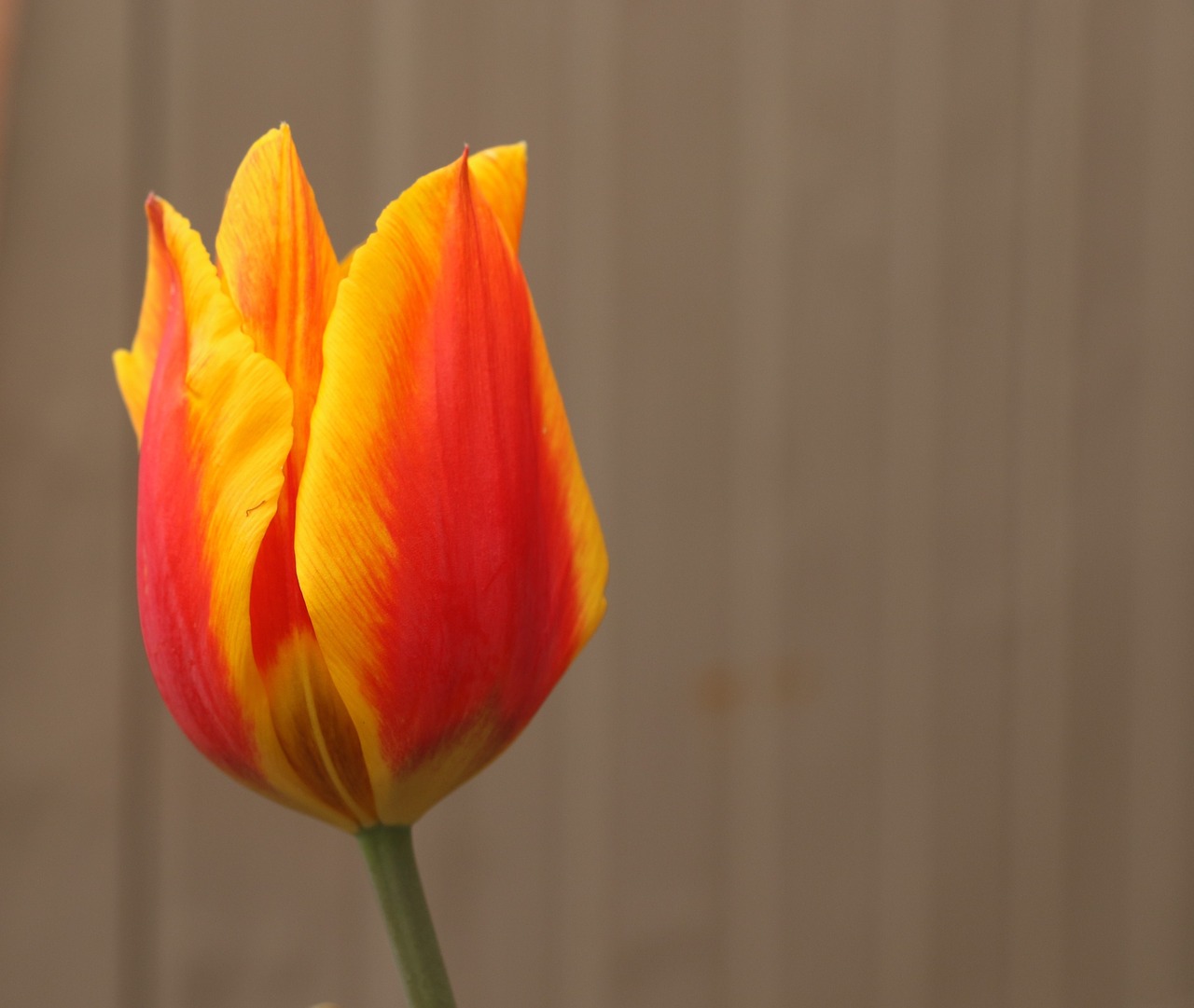 tulip  plant  flower free photo