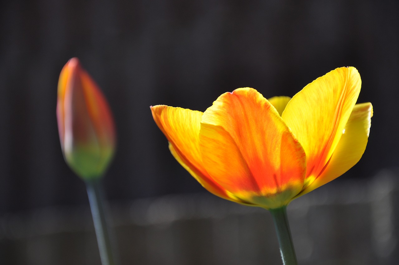 tulip  blossom  bloom free photo