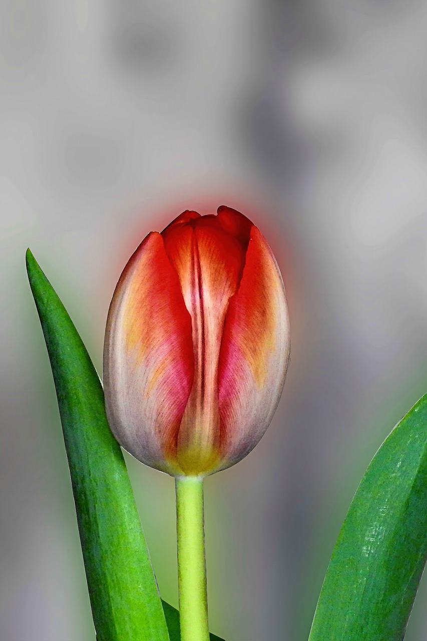 tulip  flower  blossom free photo