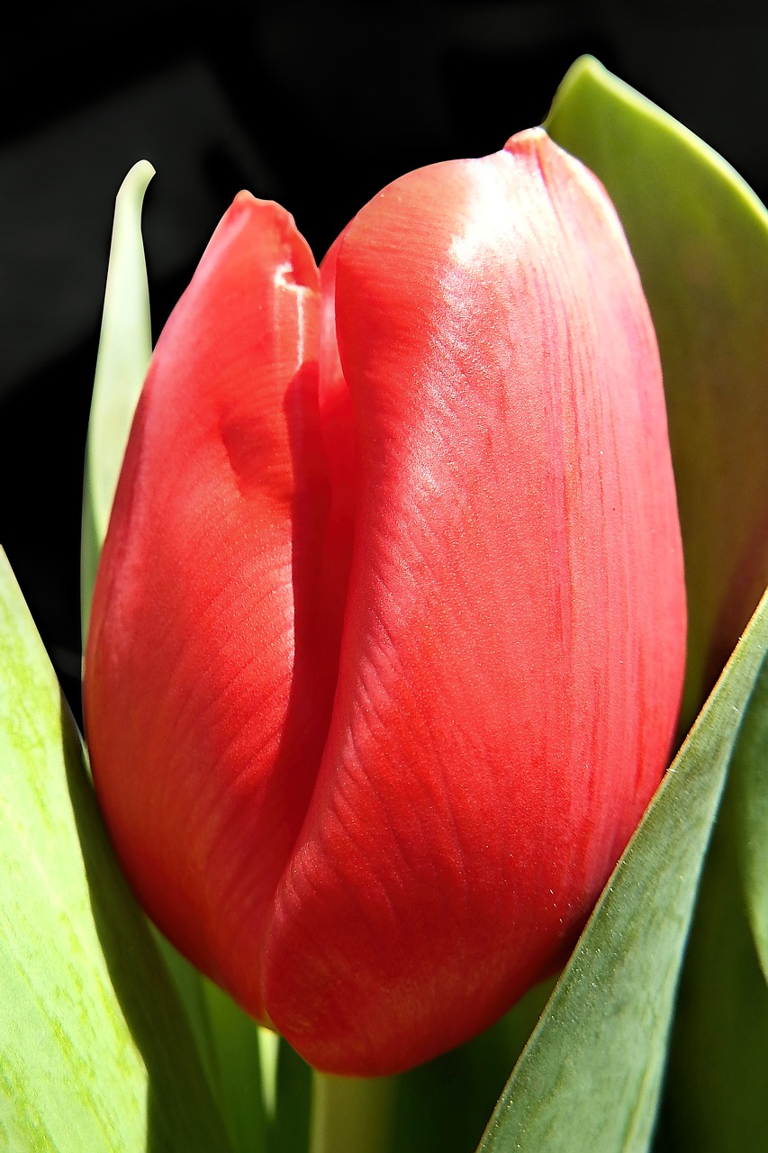 tulip  flower  blossom free photo