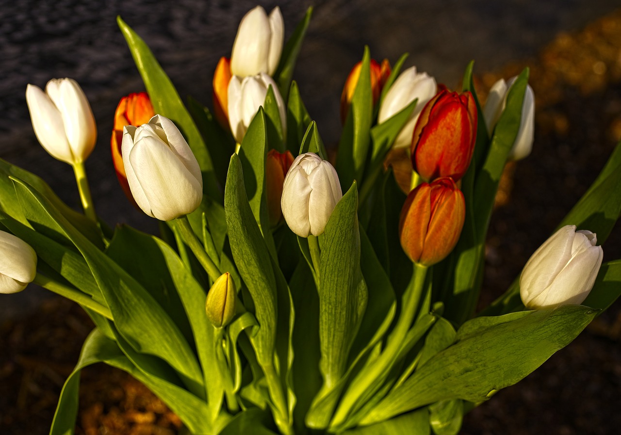 tulip  spring  flowers free photo